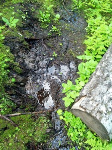 mt trudeau trail